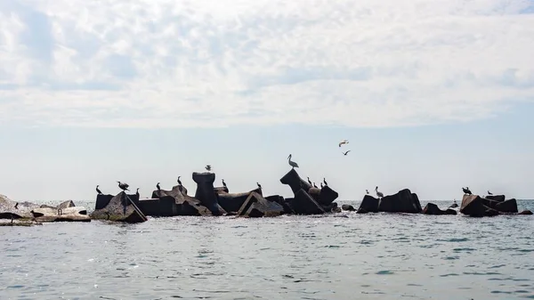 Una Hermosa Toma Cresta Protectora Piedras Con Aves Marinas Extiende — Foto de Stock