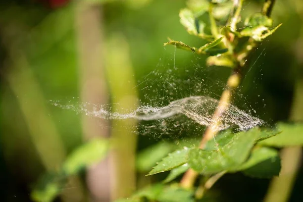 Selective Focus Shot Spider Web Drops Blurred Leaves Background — Stock Photo, Image