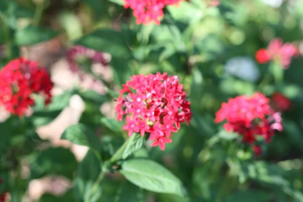 Gros Plan Myrte Crêpe Fleur Rose Sous Lumière Soleil — Photo