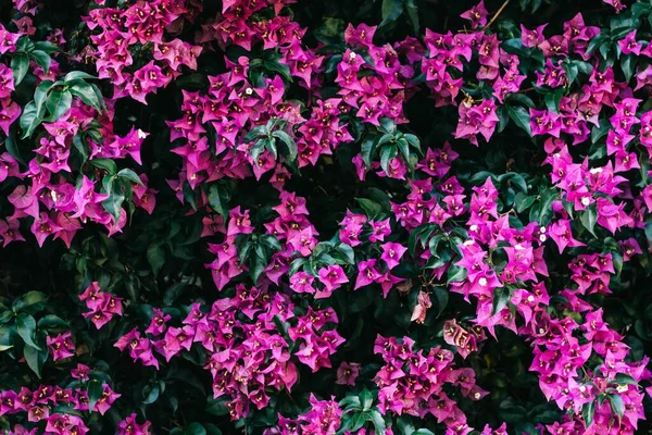 Detailní Záběr Fialové Bougainvillea Květiny — Stock fotografie