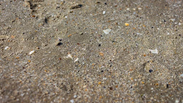 Primer Plano Playa Snd Con Conchas Marinas Piedras — Foto de Stock