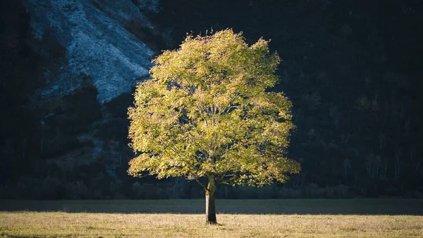 Один Метр Желтыми Листьями Красивым Лесом Заднем Плане — стоковое фото
