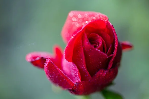 Tiro Seletivo Foco Uma Rosa Vermelha Com Algumas Gotas Suas — Fotografia de Stock