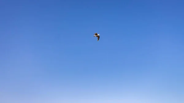 一只小鸟高高地飞向天空的低角镜头 — 图库照片