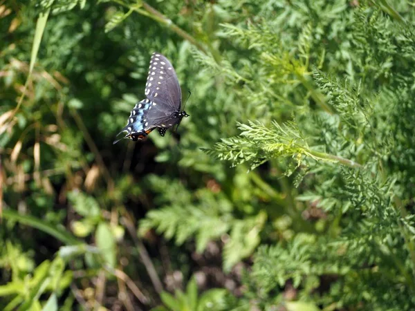 Szelektív Fókusz Felvétel Egy Gyönyörű Fekete Pillangó Közeledik Zöld Növény — Stock Fotó