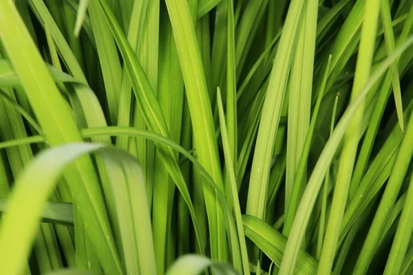 Een Close Shot Van Gras Weide Reflecterende Zonlicht — Stockfoto