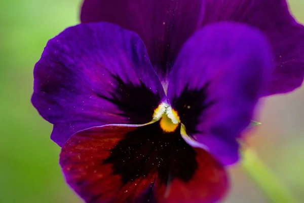 Closeup Shot Purple Flower Black Traces Its Lists — Stock Photo, Image
