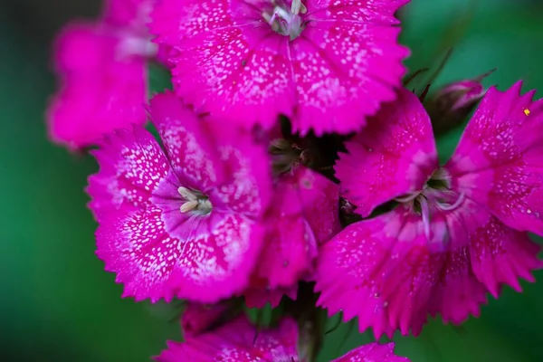 Eine Nahaufnahme Von Kleinen Rosa Blumen Mit Unscharfem Grünen Hintergrund — Stockfoto