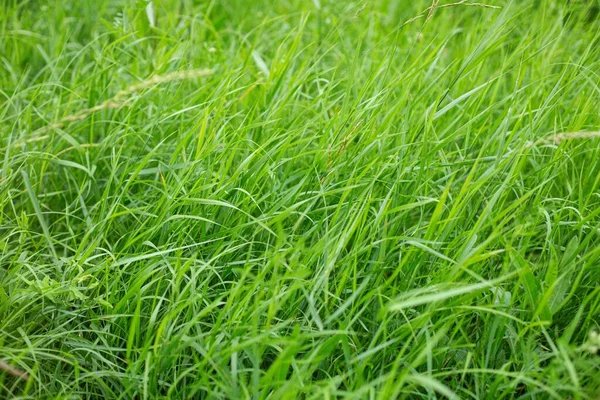 Una Toma Ángulo Alto Hermosa Hierba Verde Que Cubre Prado — Foto de Stock