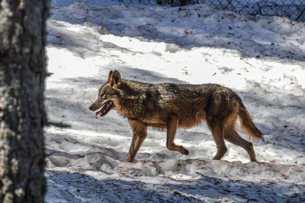 Gros Plan Loup Dans Les Bois Enneigés Parc Animalier Lacuniacha — Photo