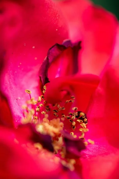 Tiro Close Uma Rosa Vermelha Com Estame Amarelo Pétalas Com — Fotografia de Stock