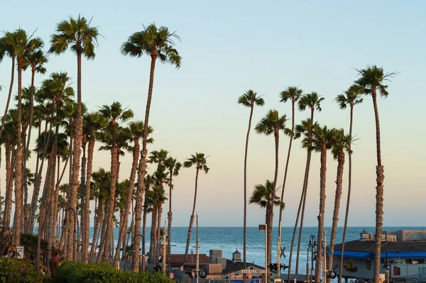 Gün Batımında San Clemente Sahilindeki Palmiye Ağaçları — Stok fotoğraf