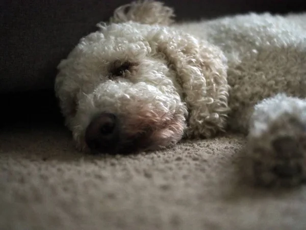 Tiro Close Cão Branco Fofo Dormindo Piso Alcatifado — Fotografia de Stock