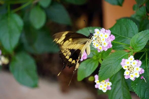 在花园里一朵美丽的花朵上的蝴蝶的特写镜头 — 图库照片