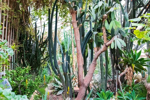 Eine Schöne Aufnahme Eines Exotischen Kaktusbaums Mit Dornen Sonnenlicht — Stockfoto