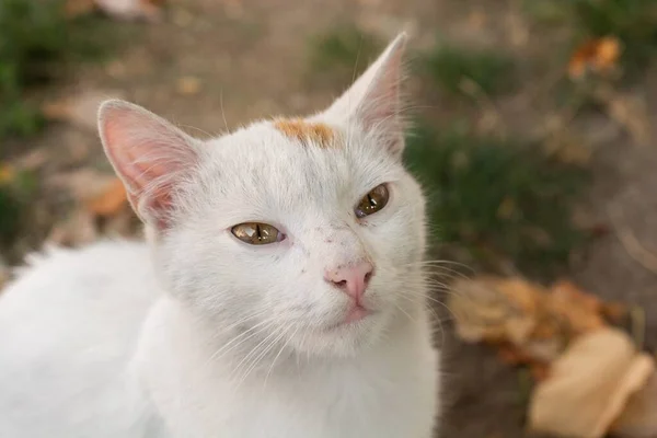 白いアルビノ猫の選択的フォーカスショット — ストック写真