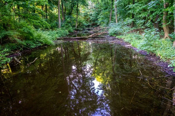 Uno Stagno Con Riflesso Alberi Esso Haagse Bos Foresta All — Foto Stock