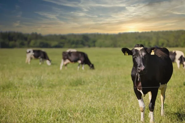 Una Manada Vacas Pastando Prado Cubierto Hierba Cerca Los Árboles —  Fotos de Stock