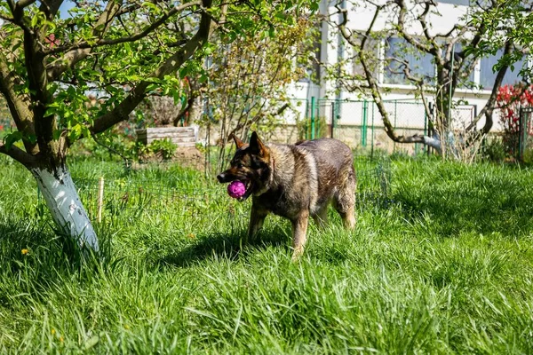 Egy Gyönyörű Lövés Német Juhászkutya Játszik Rágós Játék Kertben — Stock Fotó