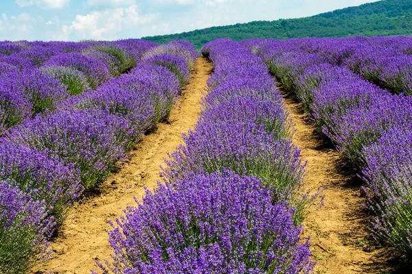 Uma Vista Deslumbrante Campo Coberto Com Belas Flores Lavanda Capturadas — Fotografia de Stock