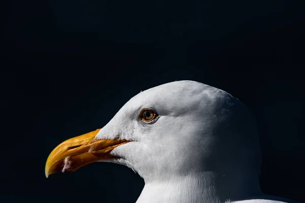 High Resolution Close Shot Seagull Well Deserved Dinner — Stock Photo, Image