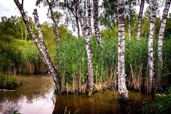 A marsh surrounded by tall trees in a forest at daytime