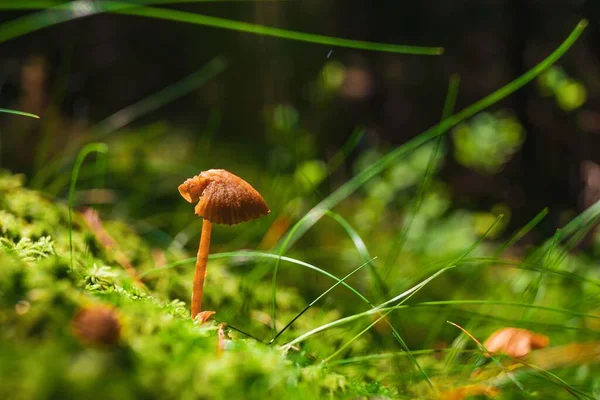 Selective Focus Rickenella Fibula Ground Covered Mosses Sunlight — Stock Photo, Image