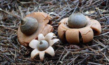 A closeup of a group of earthstar mushrooms growing on a forest floor clipart