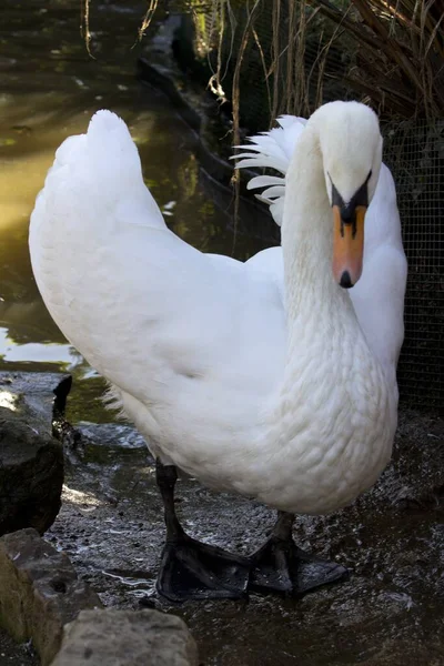 Een Verticaal Schot Van Een Witte Zwaan Achter Waterplas — Stockfoto