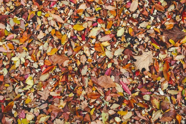 Horní Pohled Barevné Podzimní Listí Zemi Parku — Stock fotografie