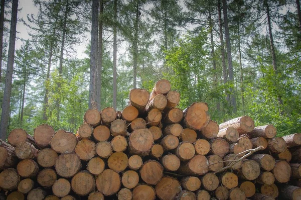 Hög Med Stockar Skogen — Stockfoto