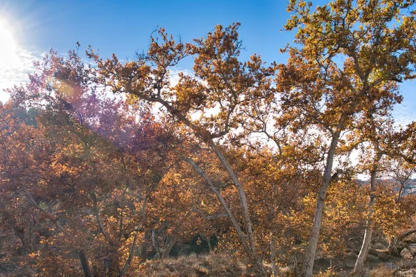 Podzimní Strom Žlutooranžovými Listy Proti Modré Obloze Slunečného Dne — Stock fotografie