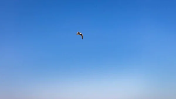 Ein Tiefflug Eines Vogels Der Hoch Den Himmel Steigt — Stockfoto
