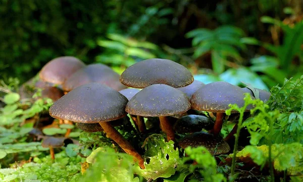 Orman Zemininde Büyüyen Yosunlarla Çevrili Bir Grup Hypholoma Brunneum Mantarı — Stok fotoğraf