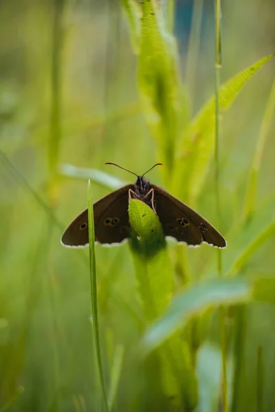 Vertical Shot Satyrus Ferula Grass Sunlight Blurry Background — Stock Photo, Image