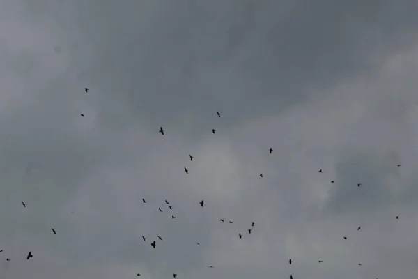 Fåglarna Flyger Den Molniga Himlen — Stockfoto