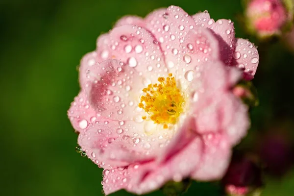 Selective Focus Shot Light Pink Flower Some Droplets Its Petals — Stock Photo, Image