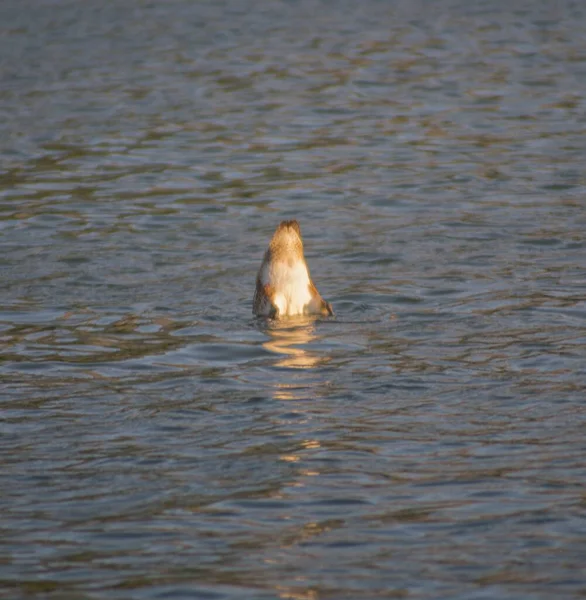 Tiro Perto Ganso Mergulhando Lago Luz Dia — Fotografia de Stock