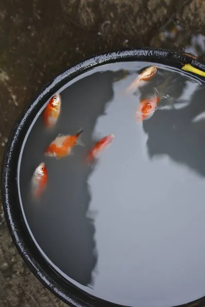 Die Vielen Schönen Kleinen Orangefarbenen Fische Schwimmen Der Großen Schwarzen — Stockfoto