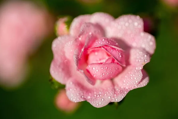 Selektywne Ujęcie Różowego Kwiatu Kropelkami Płatkach — Zdjęcie stockowe
