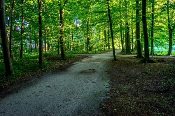 Πράσινα Πυκνά Δέντρα Στο Haagse Bos Δάσος Της Χάγης — Φωτογραφία Αρχείου