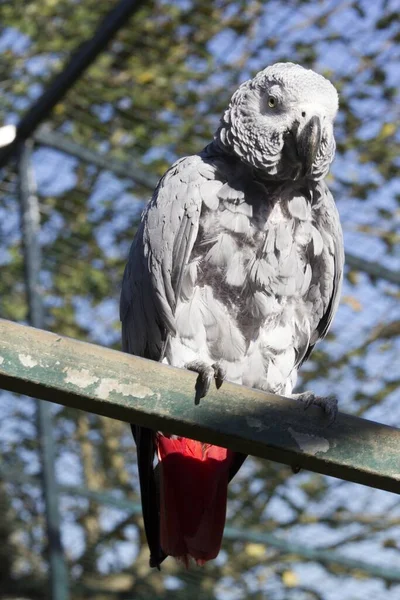 Vertical Shot Grey African Parrot Wooden Surface — Stock Photo, Image