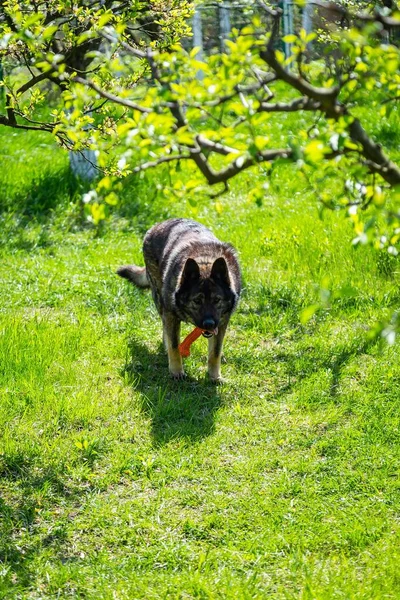 裏庭でその噛むおもちゃで遊んでいるドイツの羊飼いの犬の垂直ショット — ストック写真
