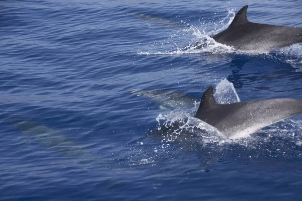 Les Dauphins Sautant Eau Avec Une Éclaboussure — Photo