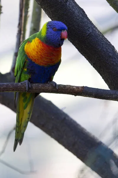 Bir Ağacın Dalında Oturan Renkli Bir Papağanın Dikey Görüntüsü — Stok fotoğraf