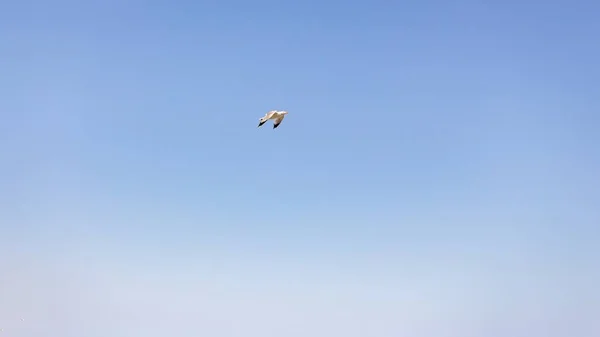 Düşük Açılı Bir Kuş Gökyüzüne Yükseliyor — Stok fotoğraf