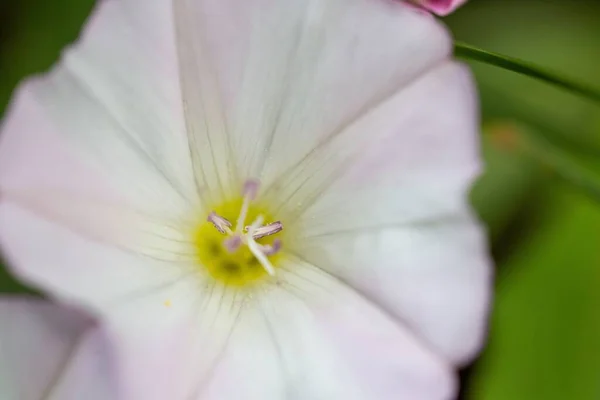 Zbliżenie Ujęcie Białego Kwiatu Zamazanym Zielonym Tłem — Zdjęcie stockowe