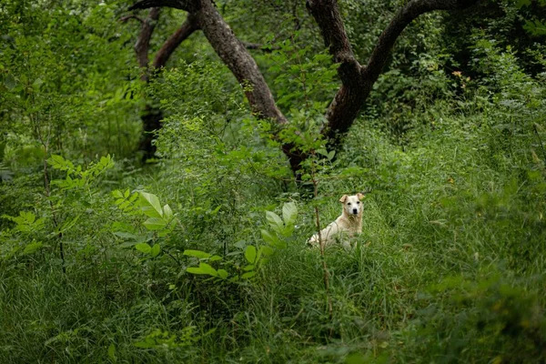 Vit Hund Står Mitt Gröna Buskarna Nära Träden Skog — Stockfoto