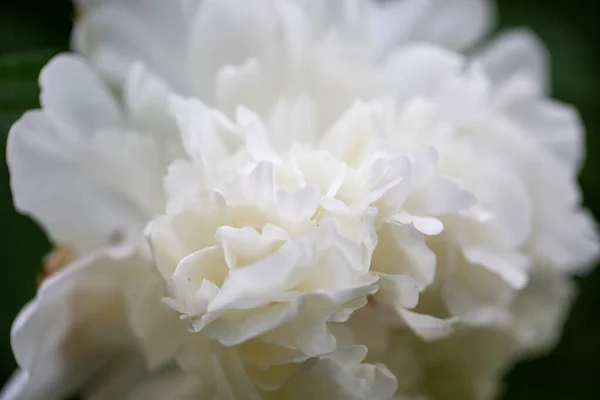 Primer Plano Una Flor Blanca Con Fondo Verde Borroso —  Fotos de Stock