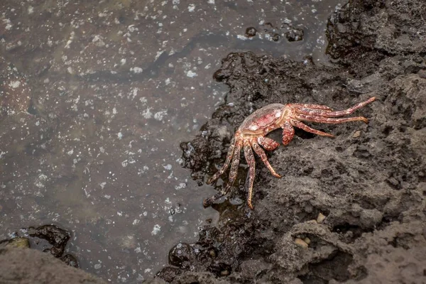 Blick Von Oben Auf Eine Krabbe Einem Schlamm Der Nähe — Stockfoto